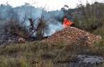 Bombeiros combatem incêndios em pasto, bambuzal, fazenda, veículo e até em cemitério