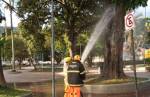 Bombeiros eliminam risco de ataque por abelhas em praça pública em Ouro Branco