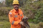 Cachorros são resgatados pelos bombeiros após ficarem três dias ilhados em um riacho em Lafaiete