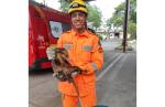 Bombeiros resgatam família de gambás no bairro São Marcos em Lafaiete