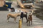 Cães vorazes e abandonados avançam em motos e carros no centro de CL